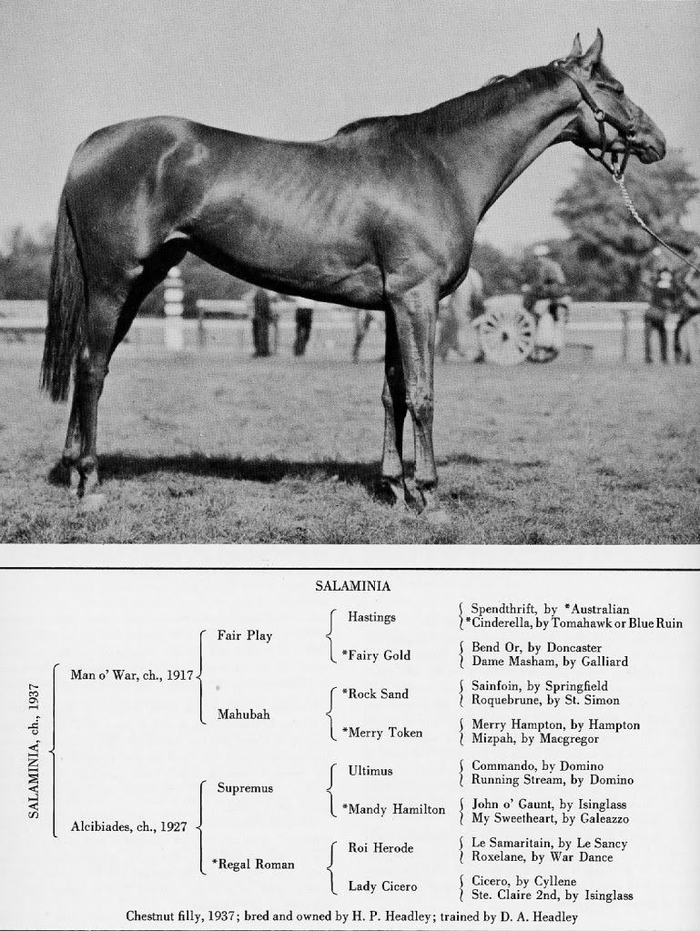 Thoroughbred racehorse pedigree