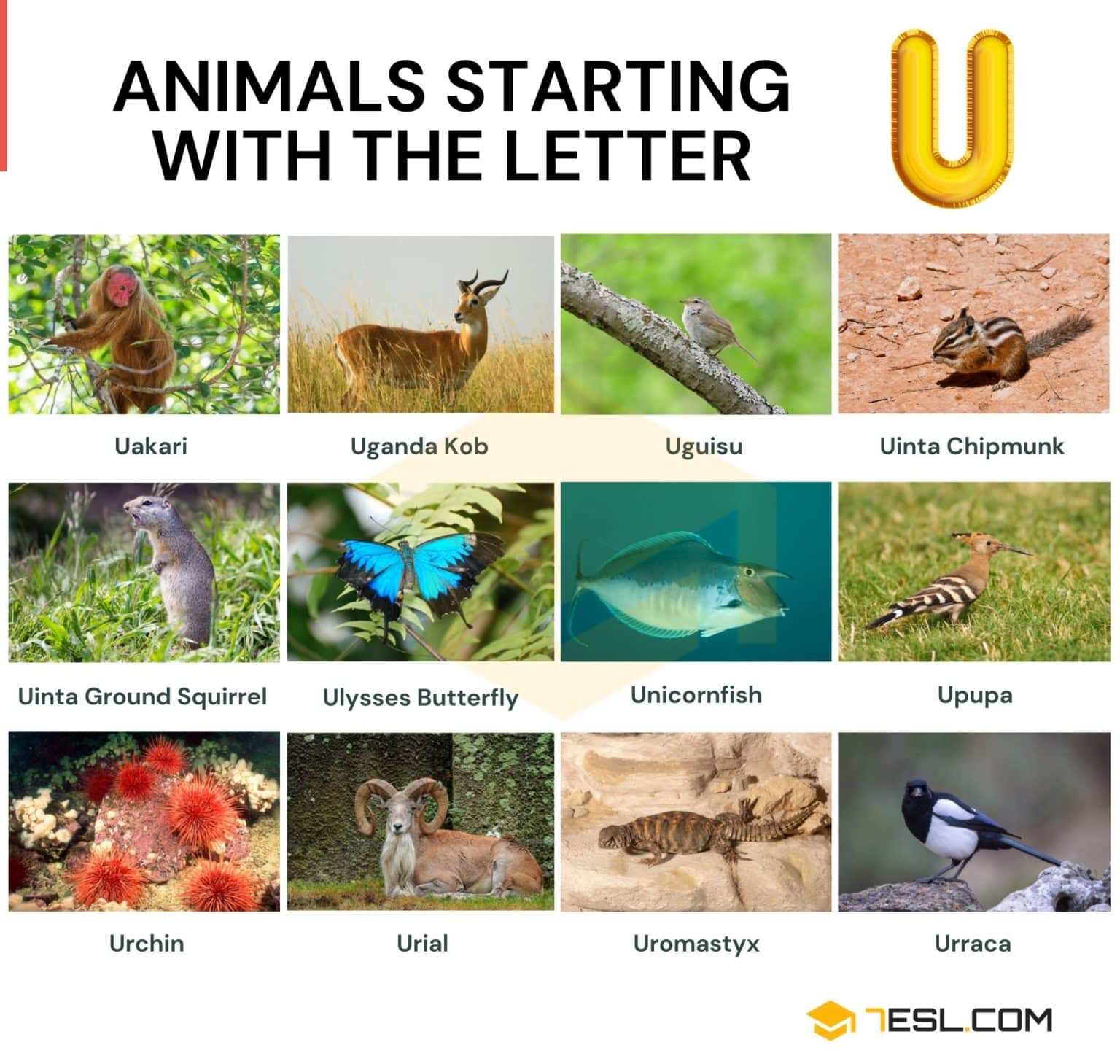 Animal starting with u letter