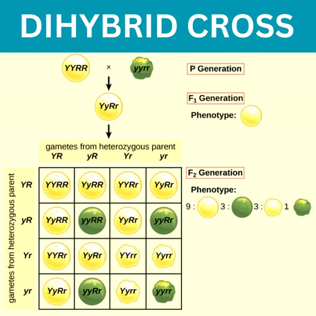 Dihybrid cross explained