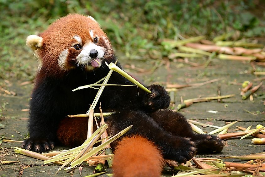 Red panda diet