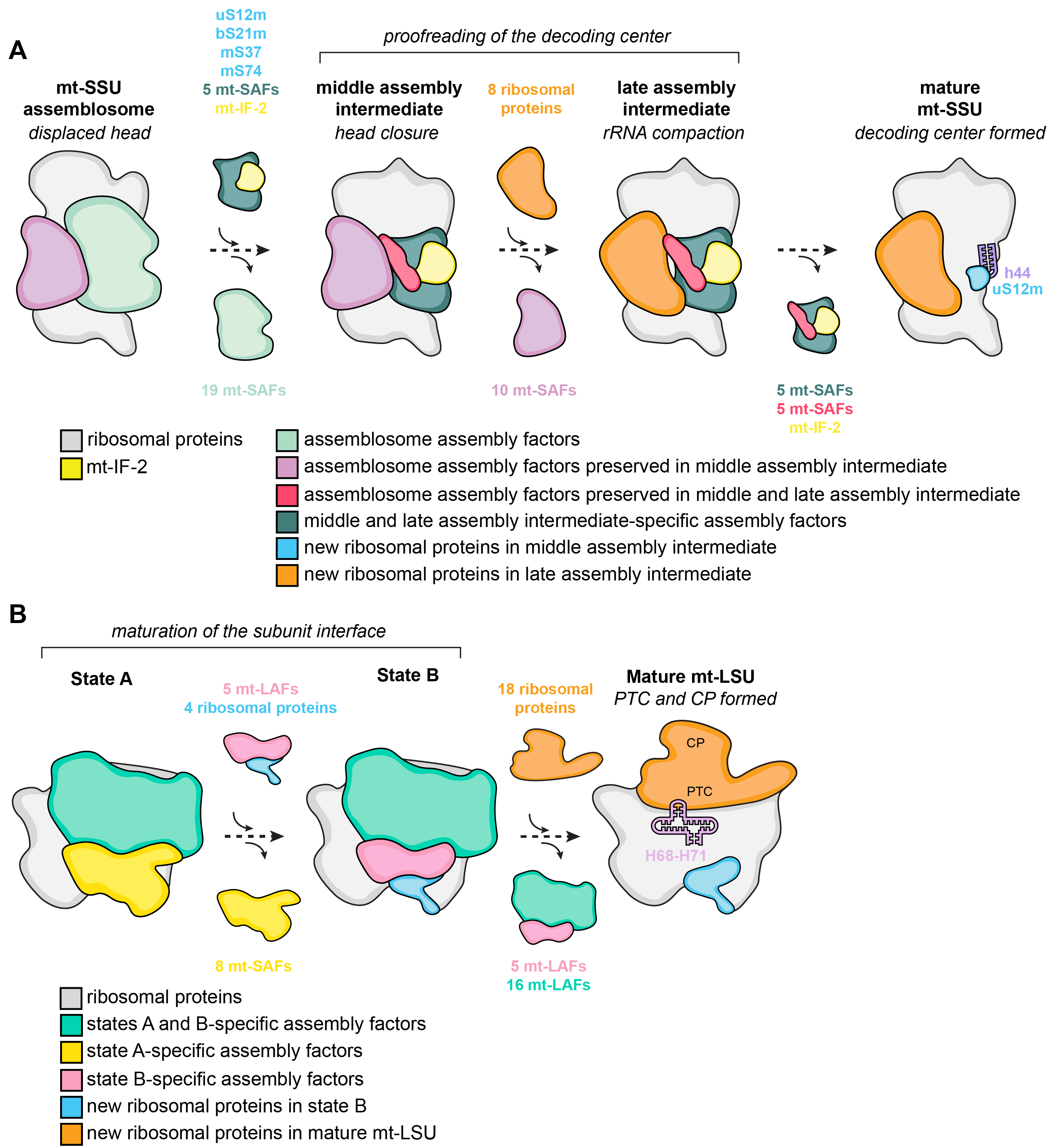 Ribosome assembly