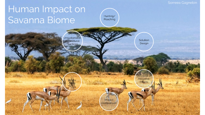 Human impact in the savanna