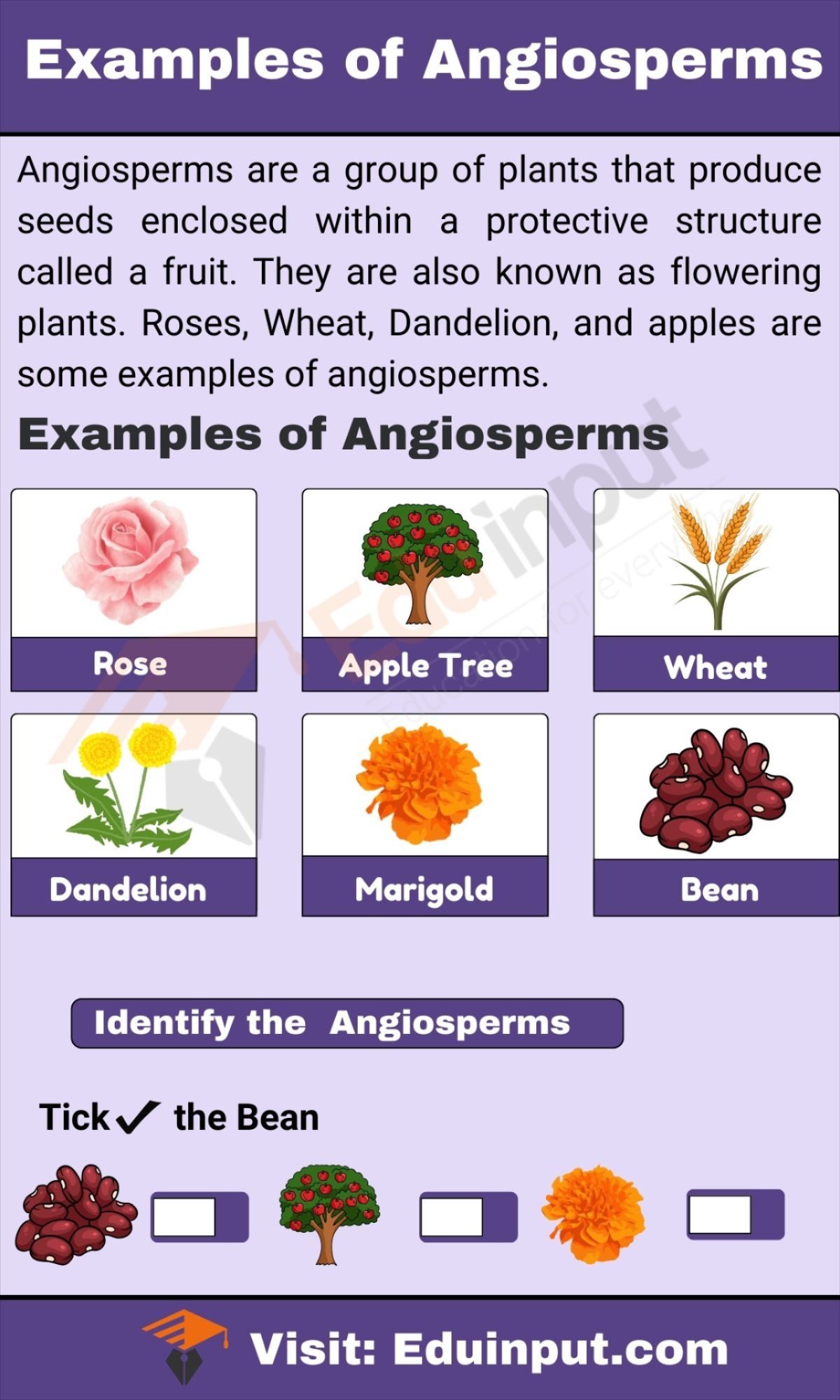 Ex of angiosperm