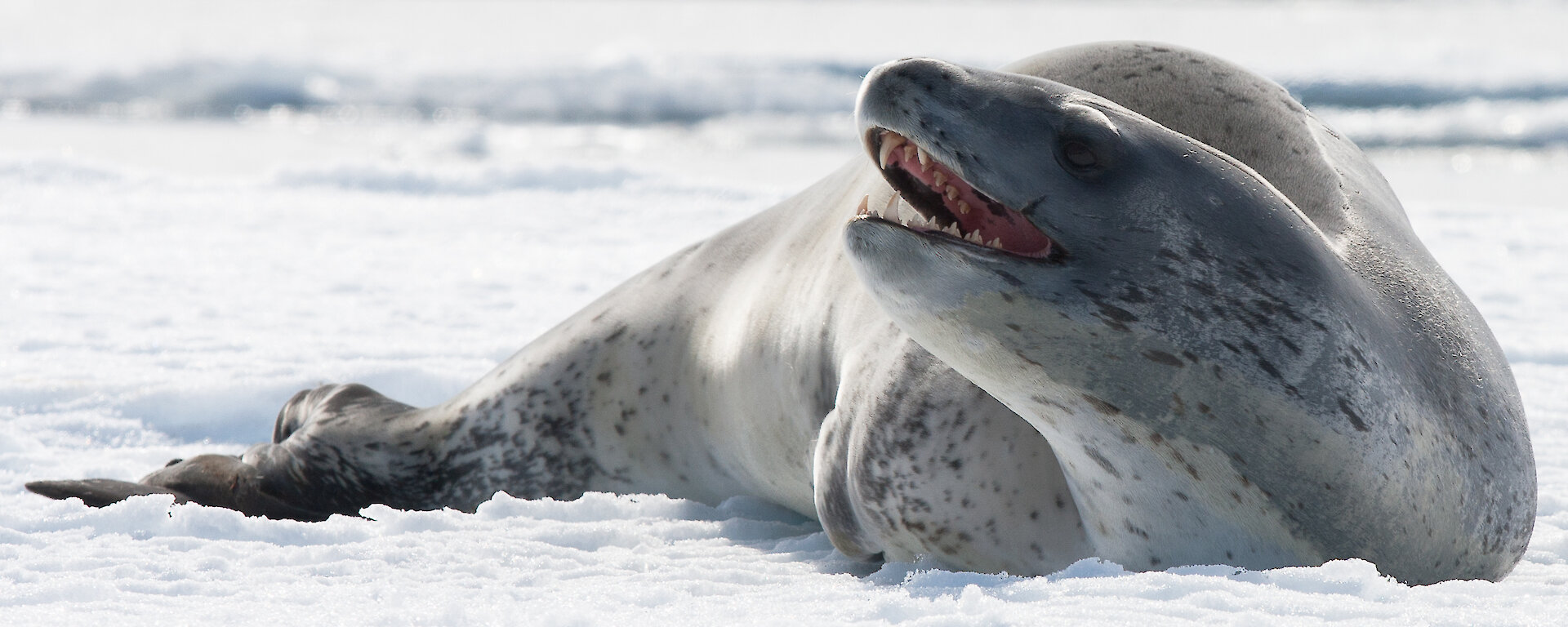 Sea lepoard