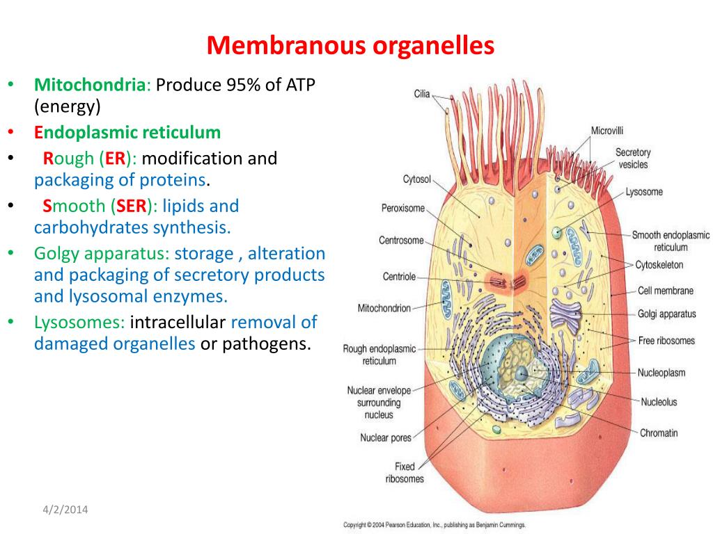 Label the membranous organelles.