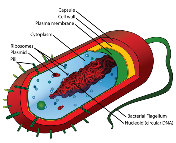 First prokaryotic cells
