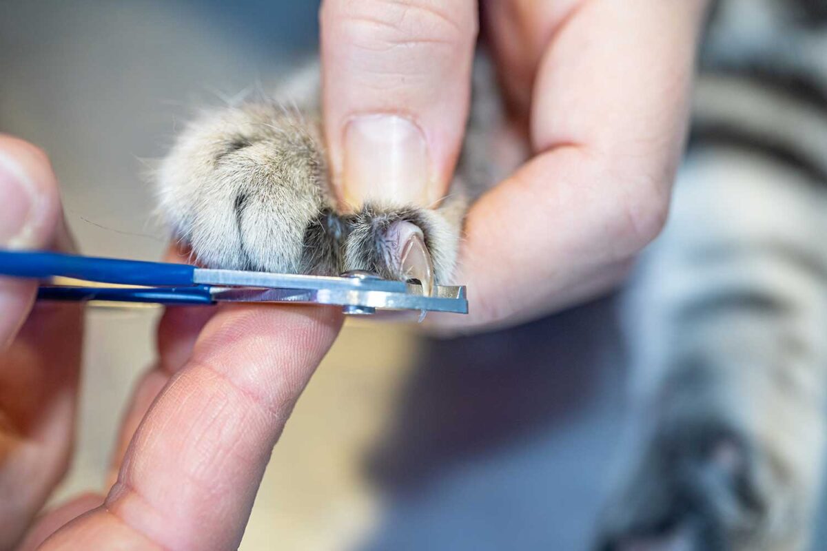 Cat claw cutting