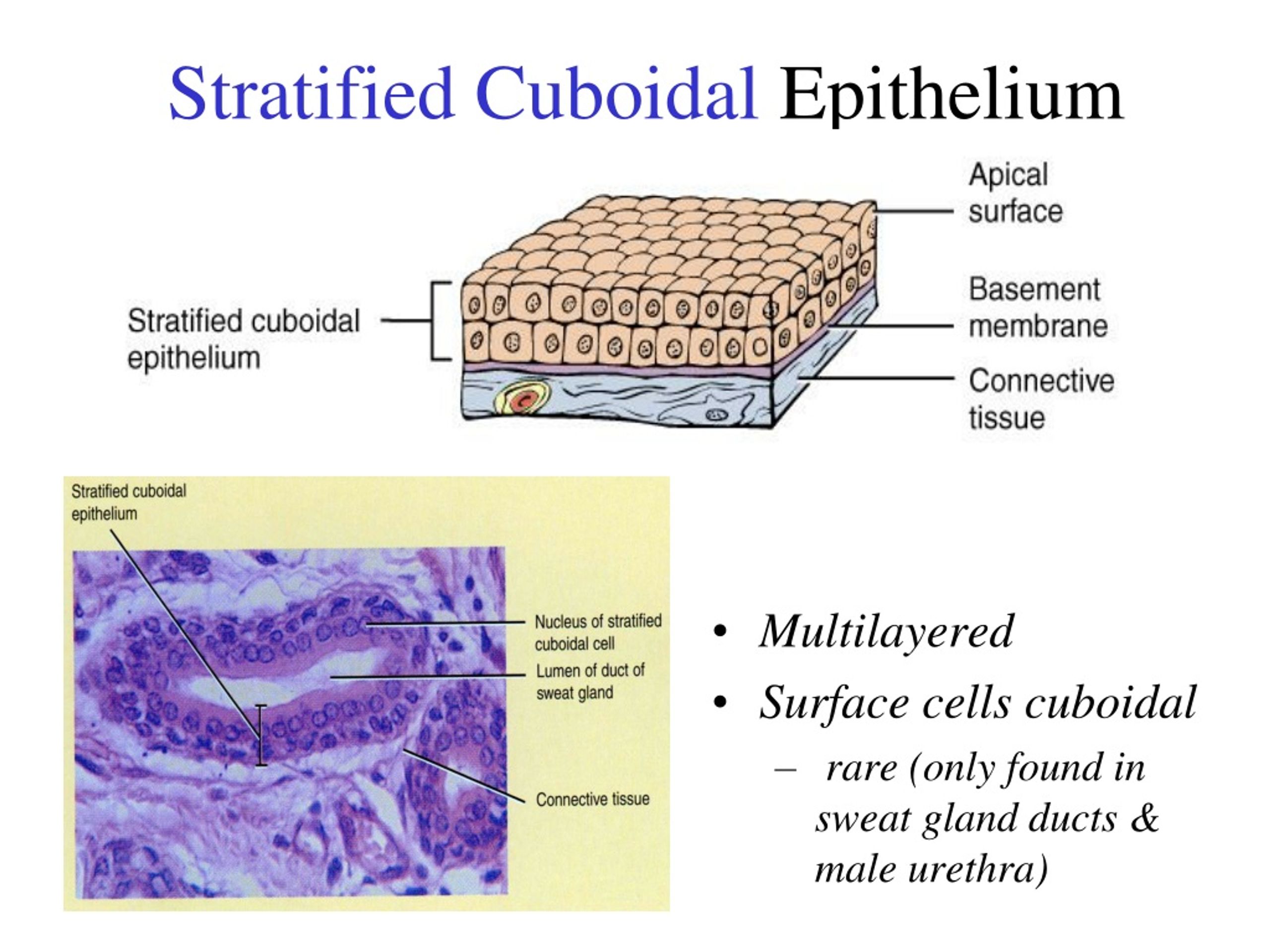 Function of stratified cuboidal