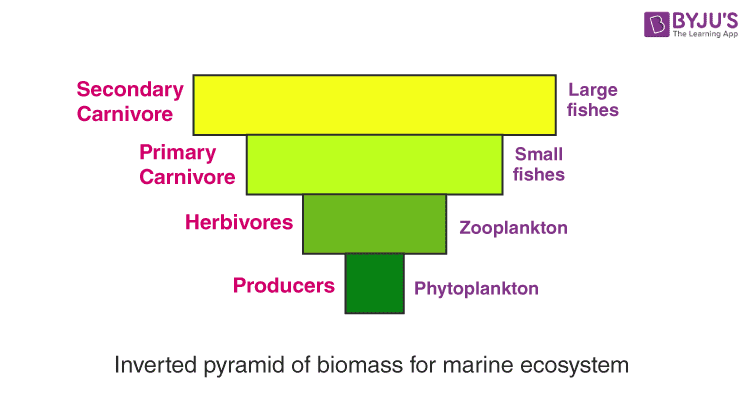 Biomass in ecosystem
