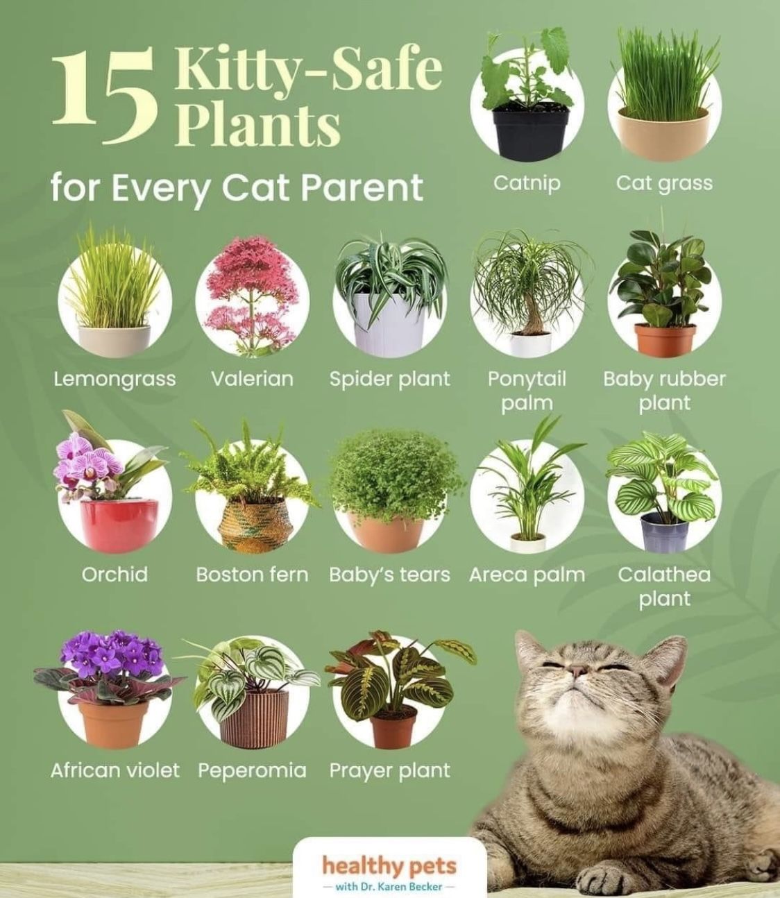 What indoor plants are safe for cats