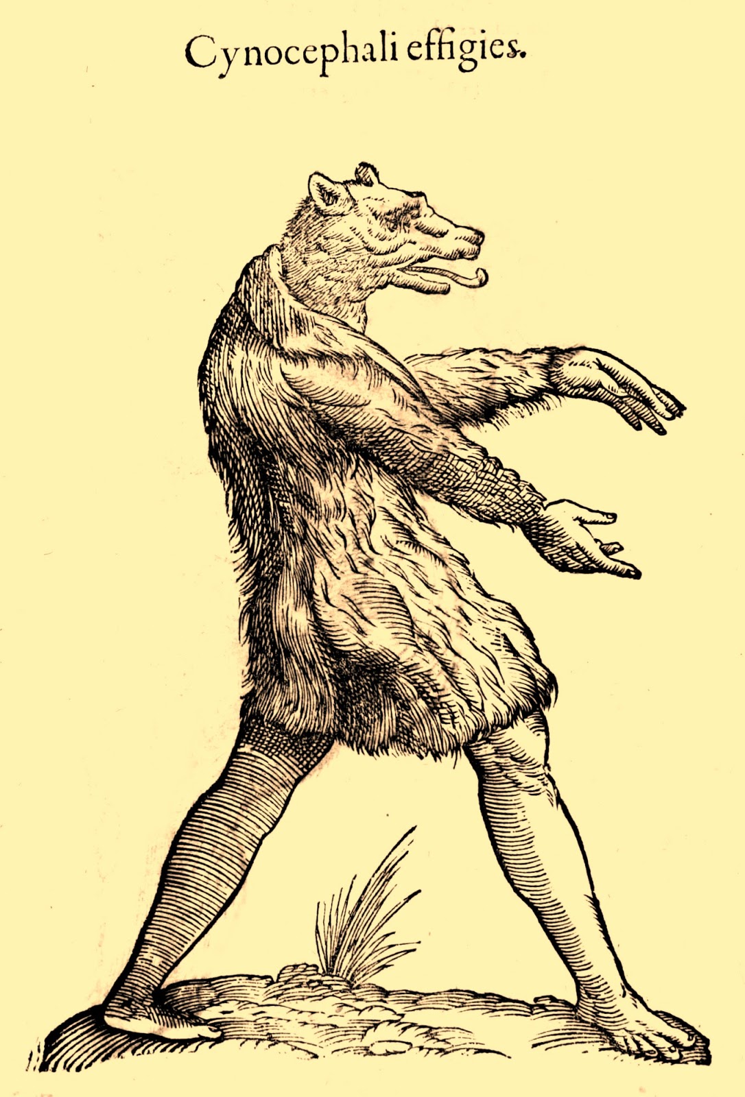 Cynocephale