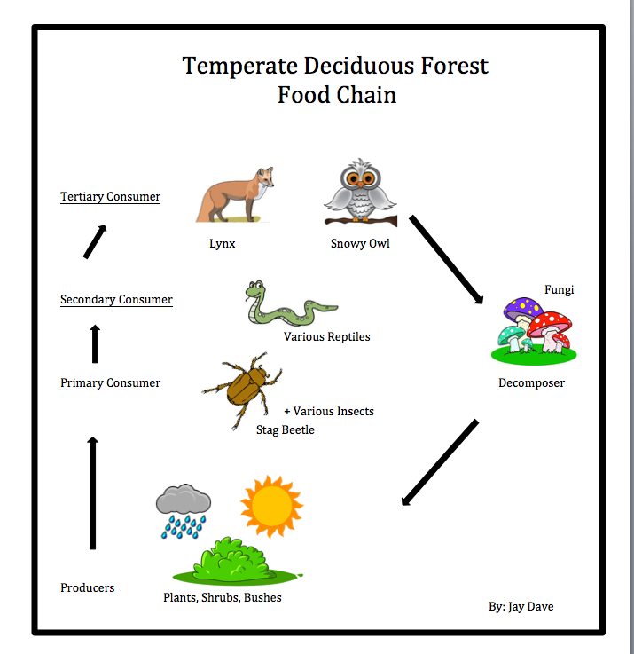 Temperate deciduous food web