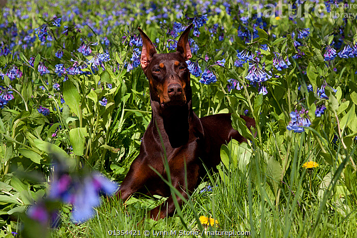 Red female doberman