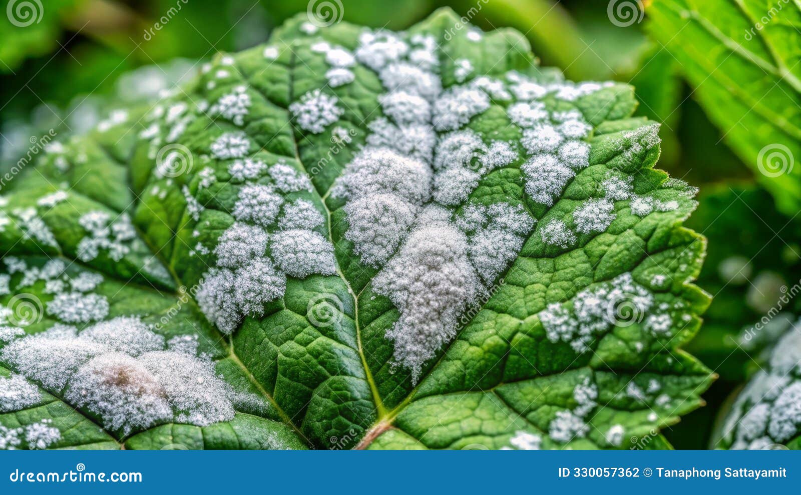 Is mildew a fungi