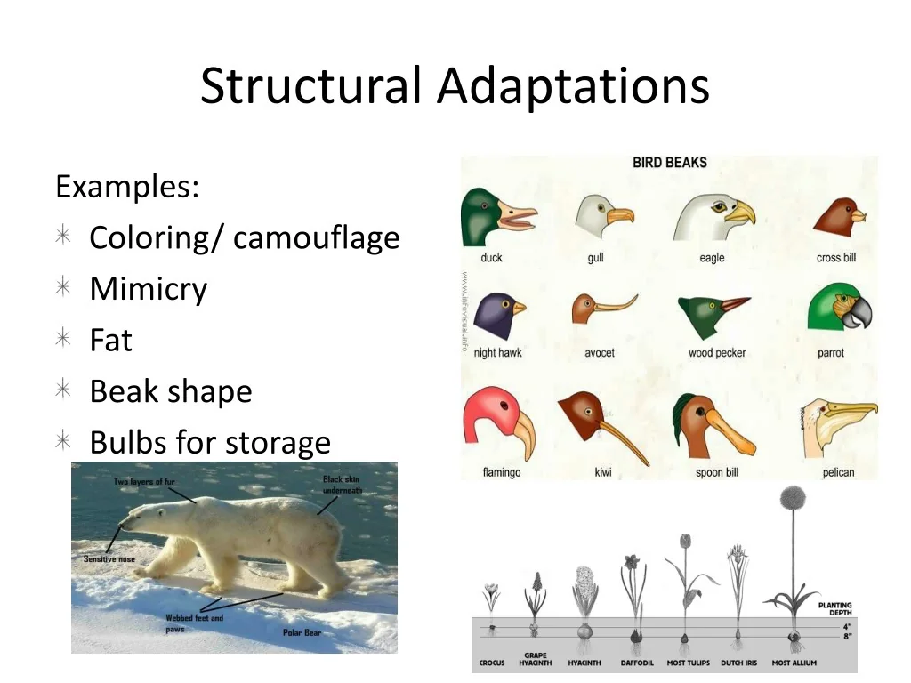 Structural adaptations
