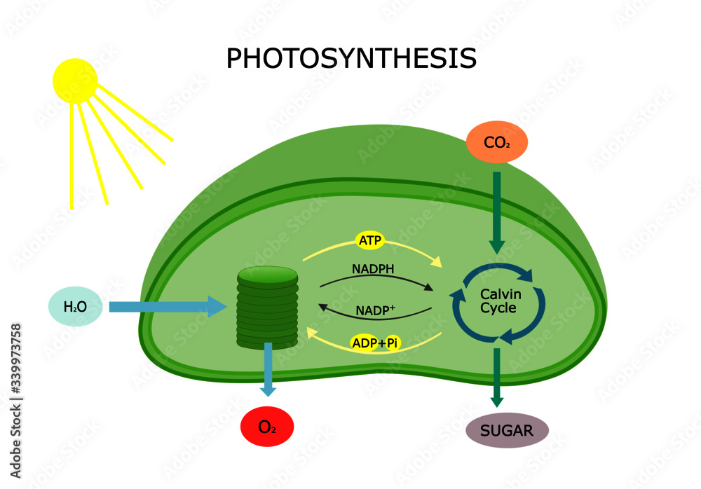 Chloroplast and photosynthesis