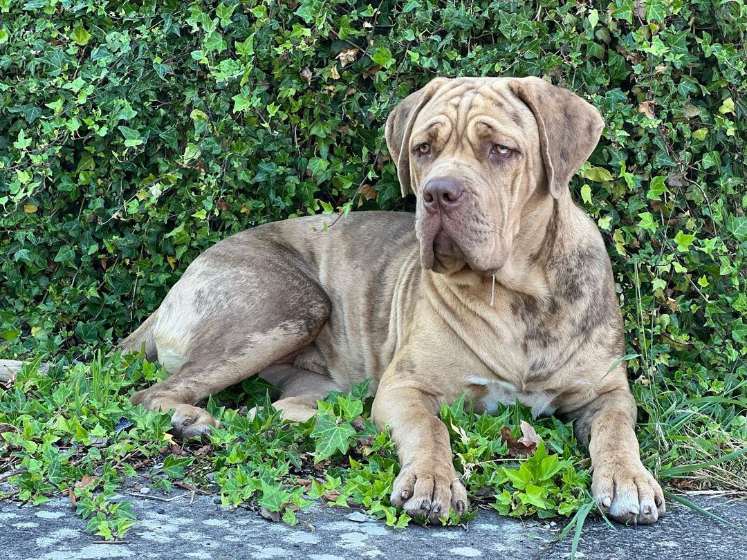 Mastiff and pit mix