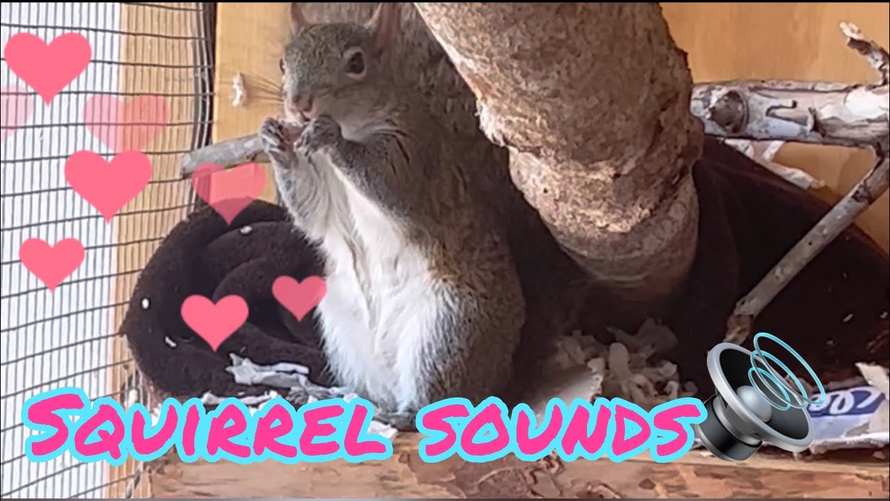 Squirrel mating call sounds