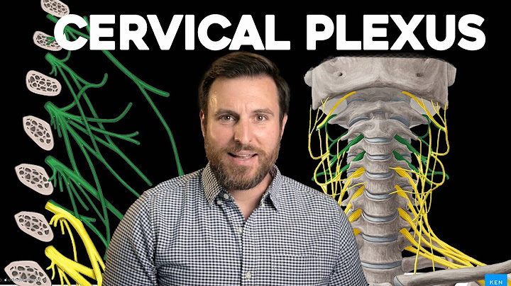 Function of the cervical plexus