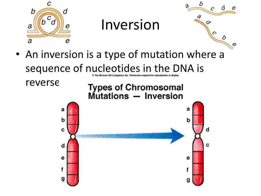 Define inversion mutation