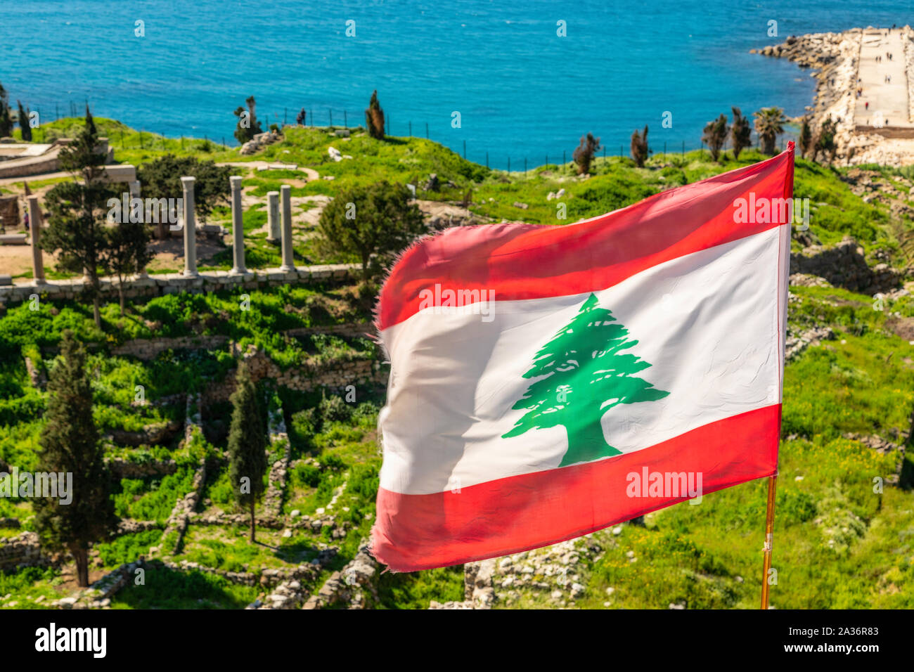 Red and white flag with a green tree