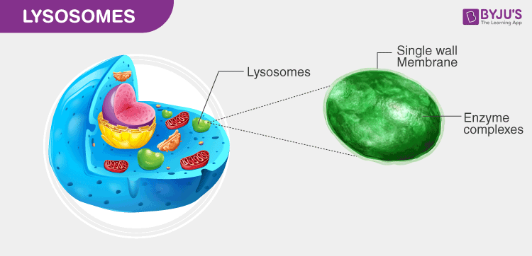 What type of cells are lysosomes found in