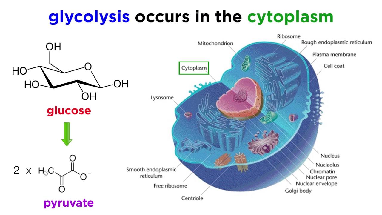 Cellular location of glycolysis