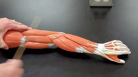 Arm muscle parts