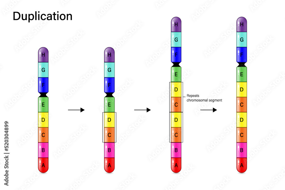 Duplication mutation definition