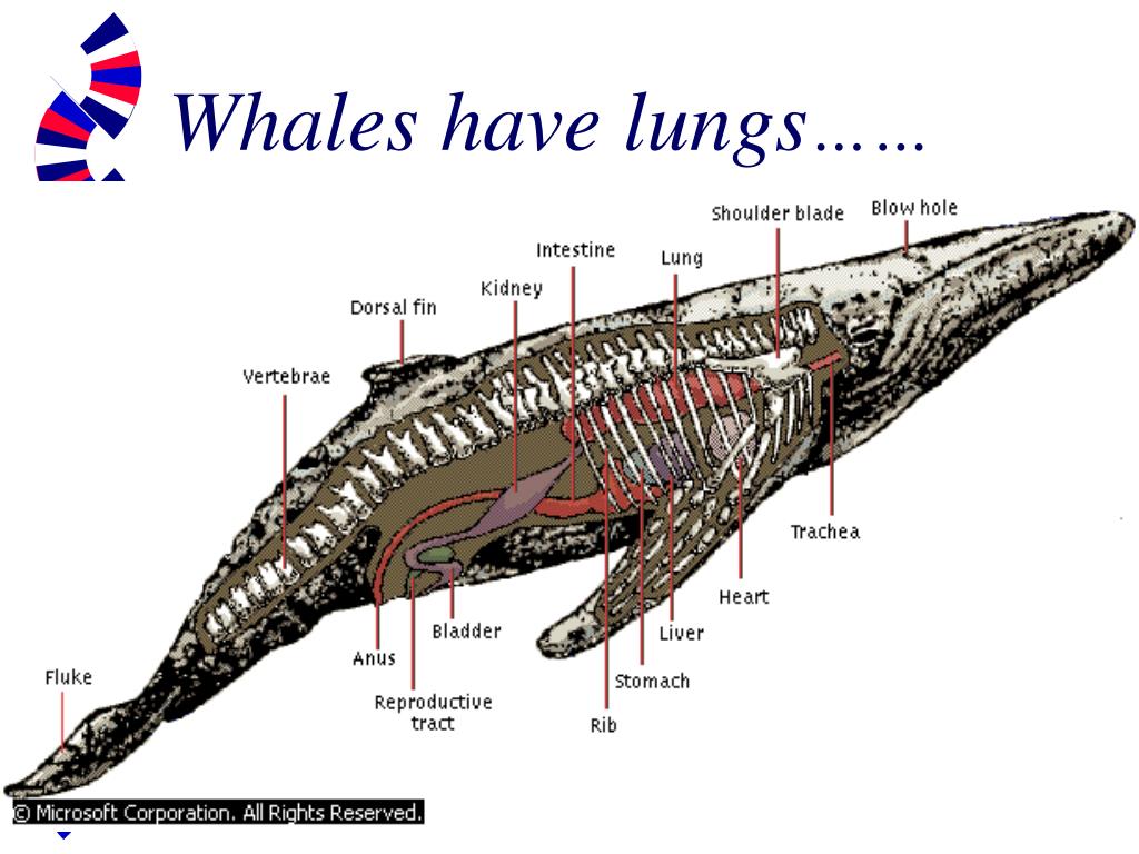 Does a whale have lungs