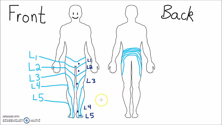 Dermatome thigh