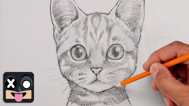 How to draw a realistic cat step by step