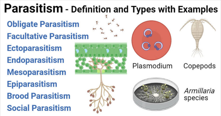Parasitism define