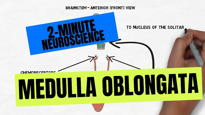 What is the role of the medulla oblongata