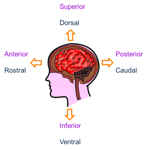 Inferior ventral