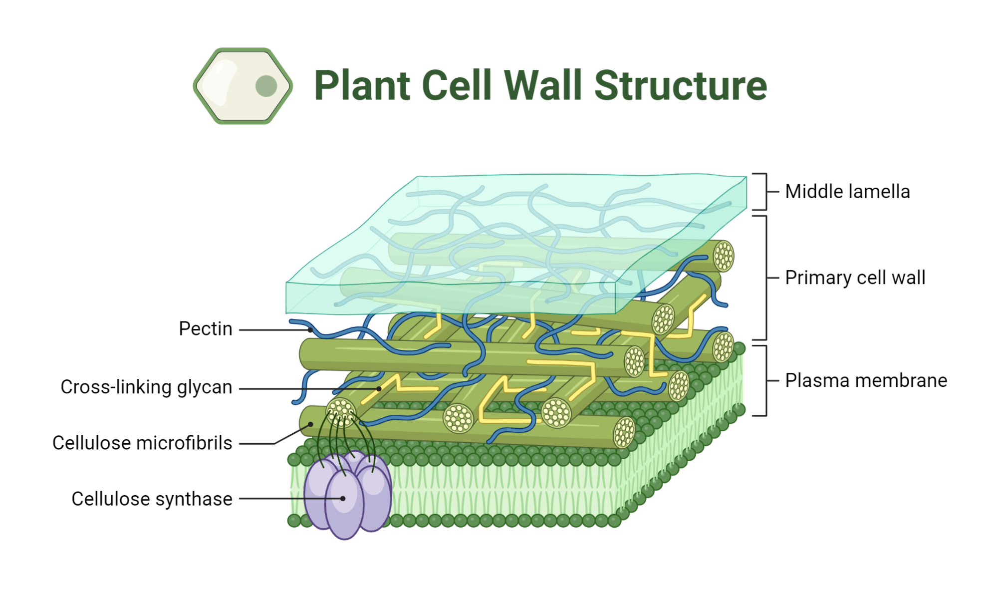 Cell wall plant