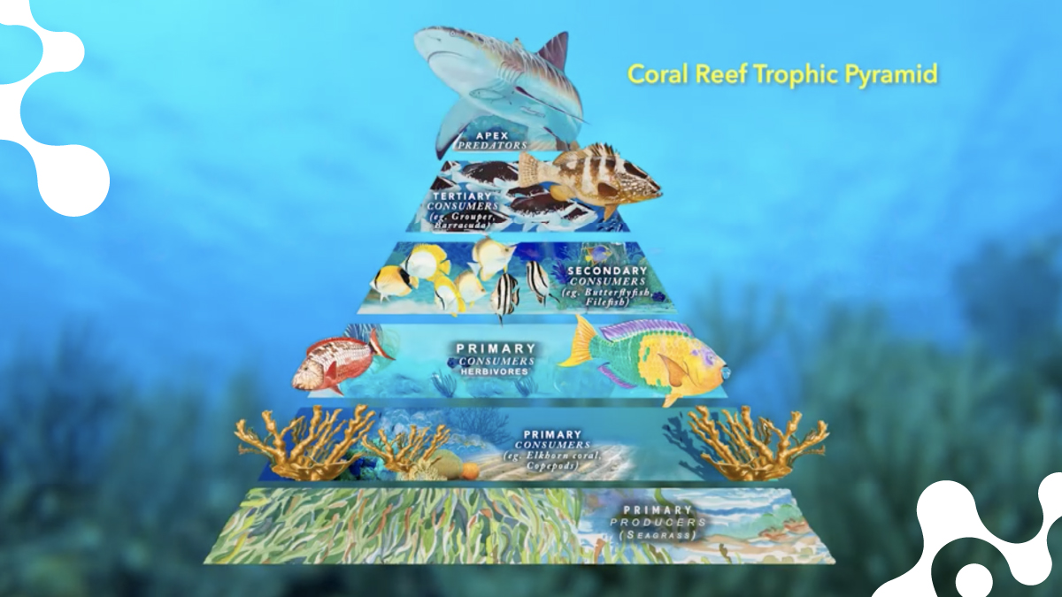Energy pyramid for coral reef