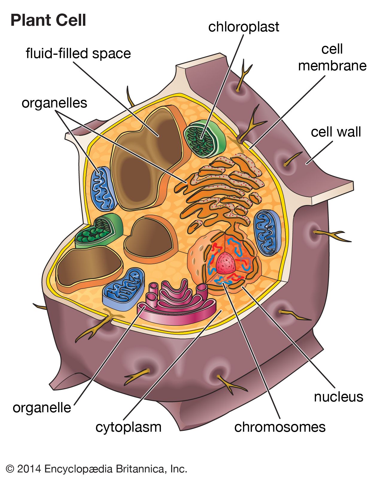 What do plant cells