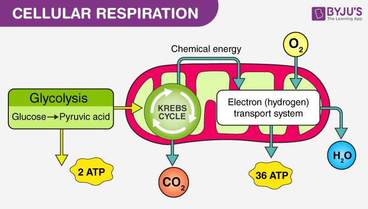 What is the energy source of cellular respiration