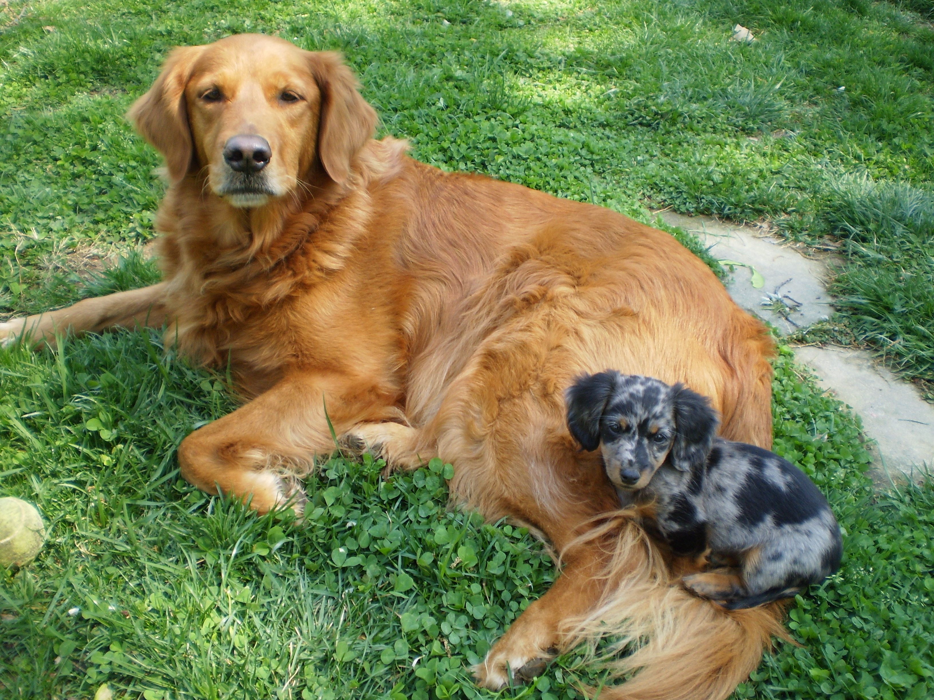 Golden retriever dachsund