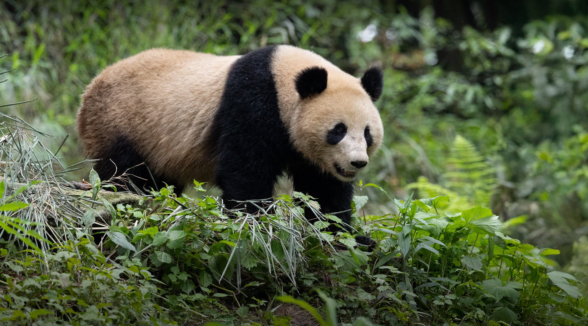 Wild animal panda