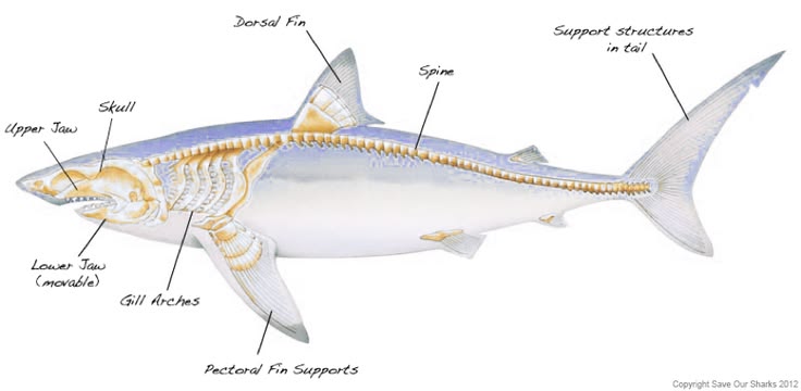 Do sharks have a spine