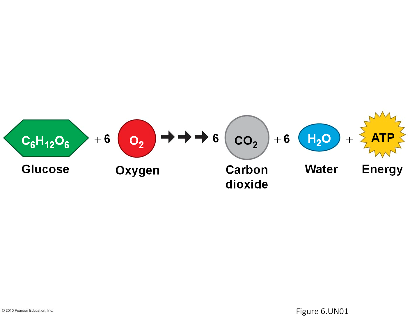 Chemical reaction for cellular respiration