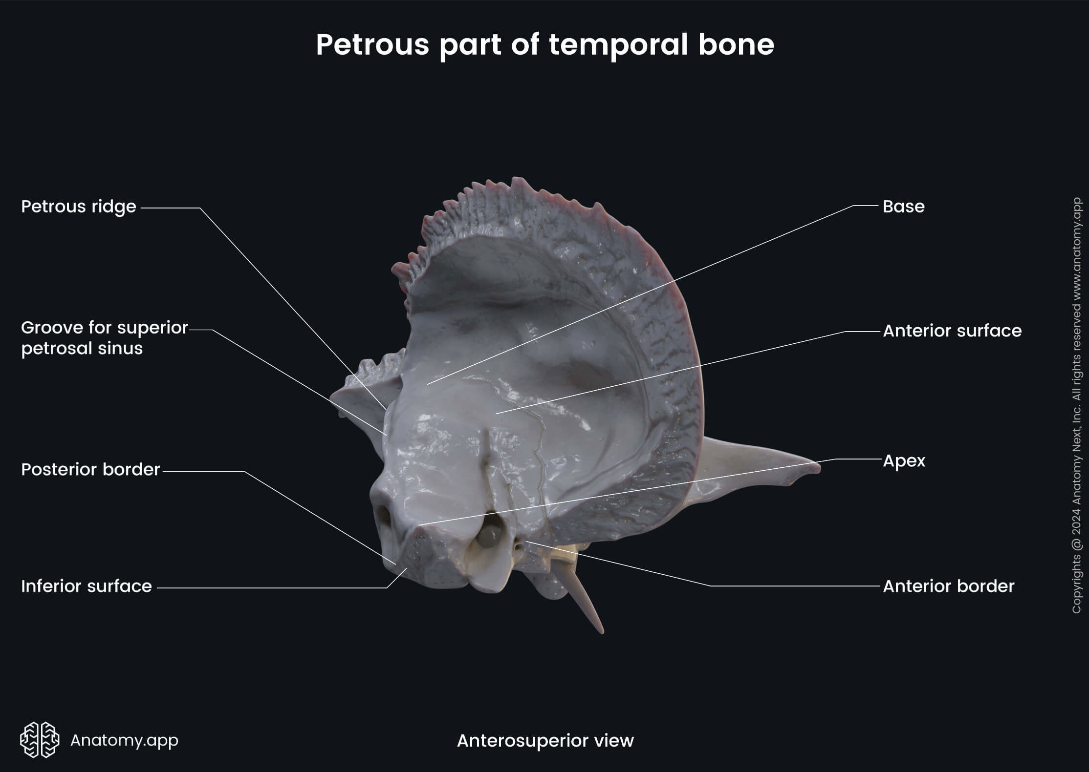Petrous part