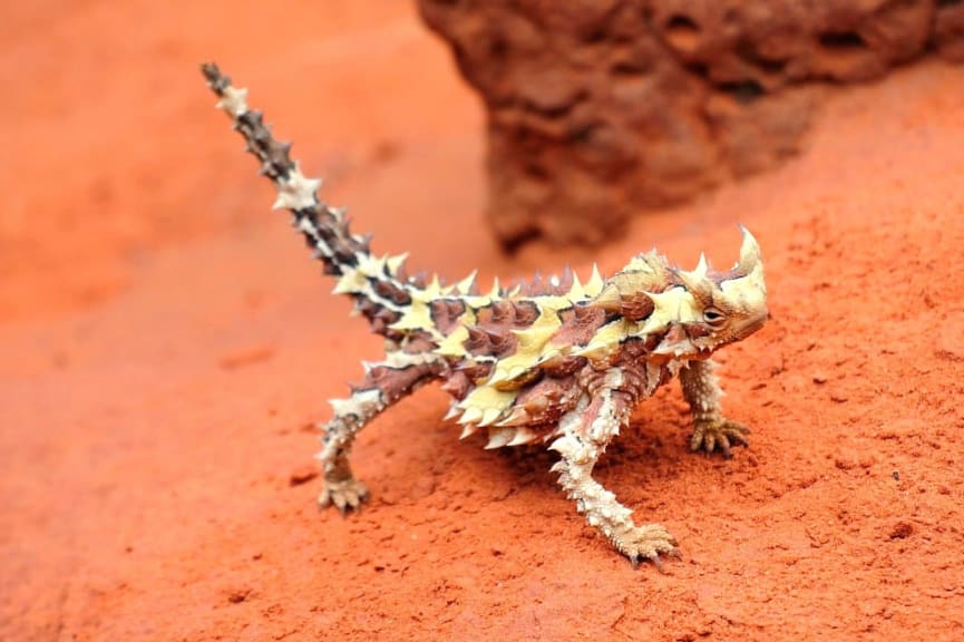 Australia's strangest animals