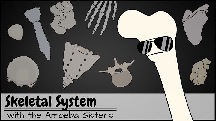 Structure of the skeleton system