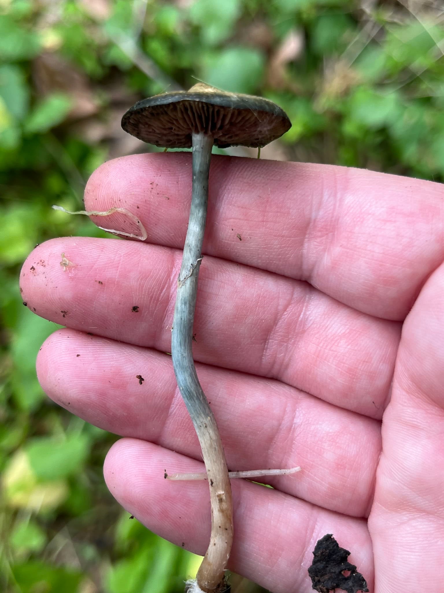 Psilocybe ovoideocystidiata identification