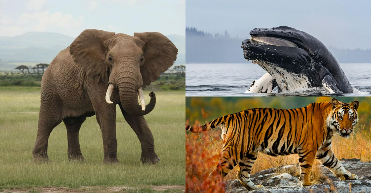Animals and the Natural World