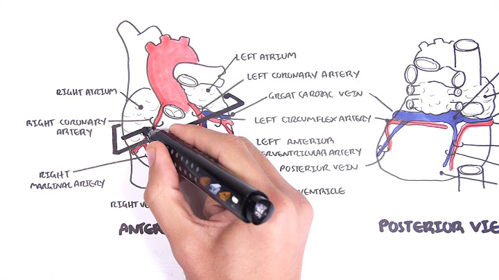 Function of the coronary vein
