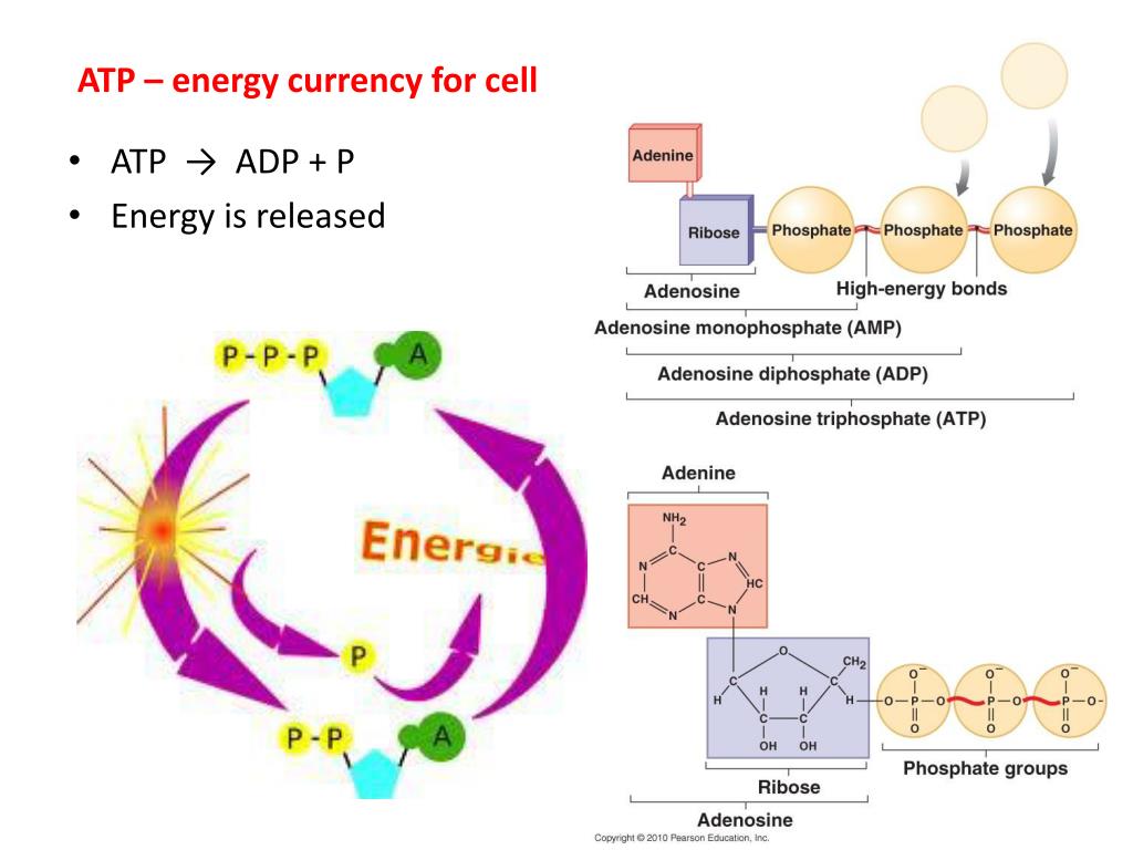 Why is atp called the energy currency of cells